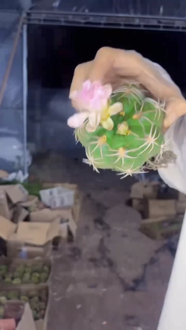 实生根 美花海王 不指定带花苞