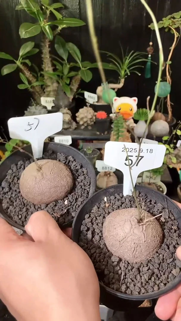 57号918福利南非龟甲龙买1个送1个