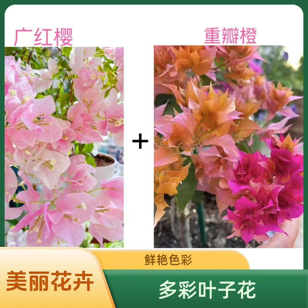 （重瓣橙+广红樱）勤花组合到手两颗三角梅基地直发不带花不带盆