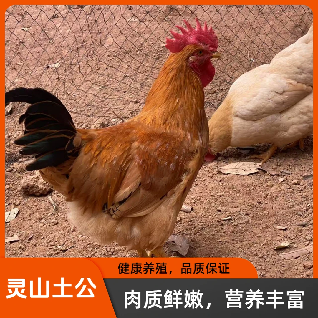 果园散养150天灵山土公鸡  黄毛公  1公1母