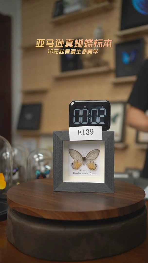 有机玻璃蝴蝶标本E139