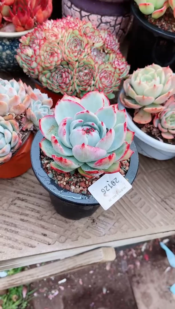 【闪购商品】20126