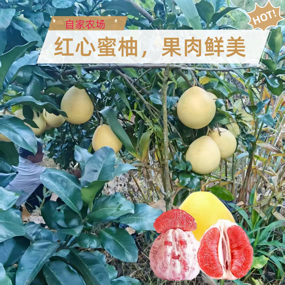 柚子红心柚广西容县蜜柚新鲜水果当季红肉红柚自家果场现摘现发