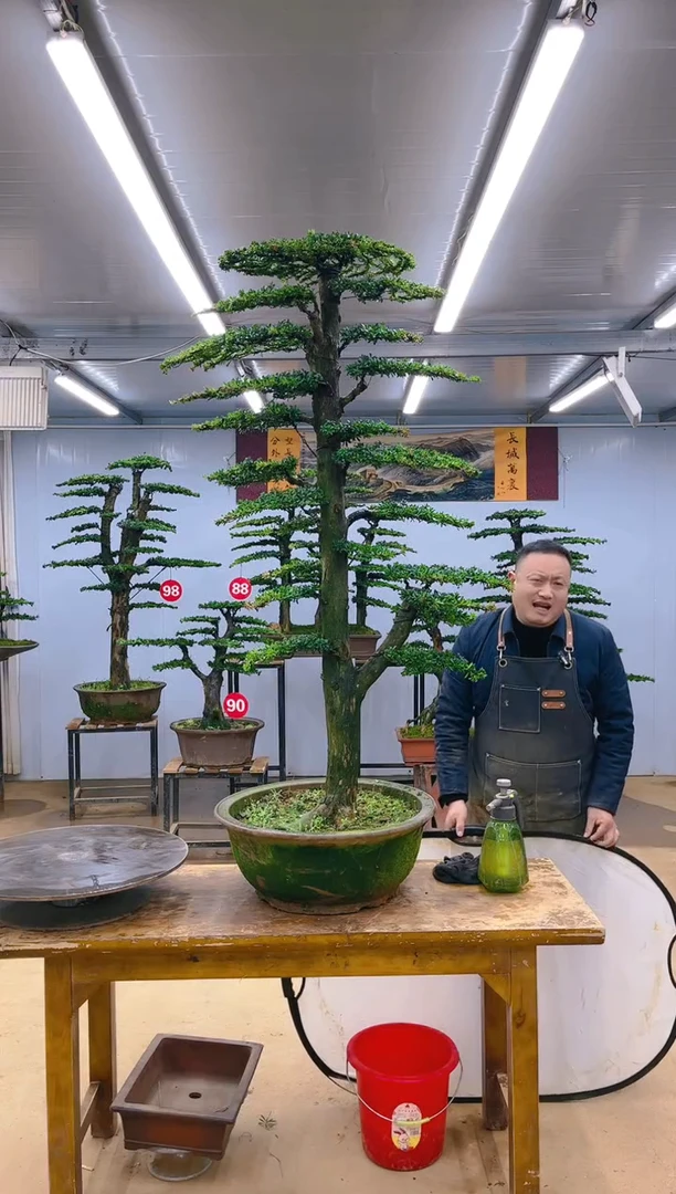 【闪购商品】精品盆景  一物一拍
