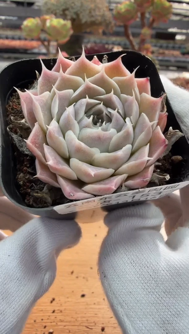 东云多肉园二店-153