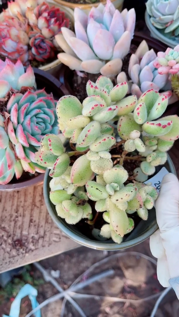 20089多肉植物一物一拍