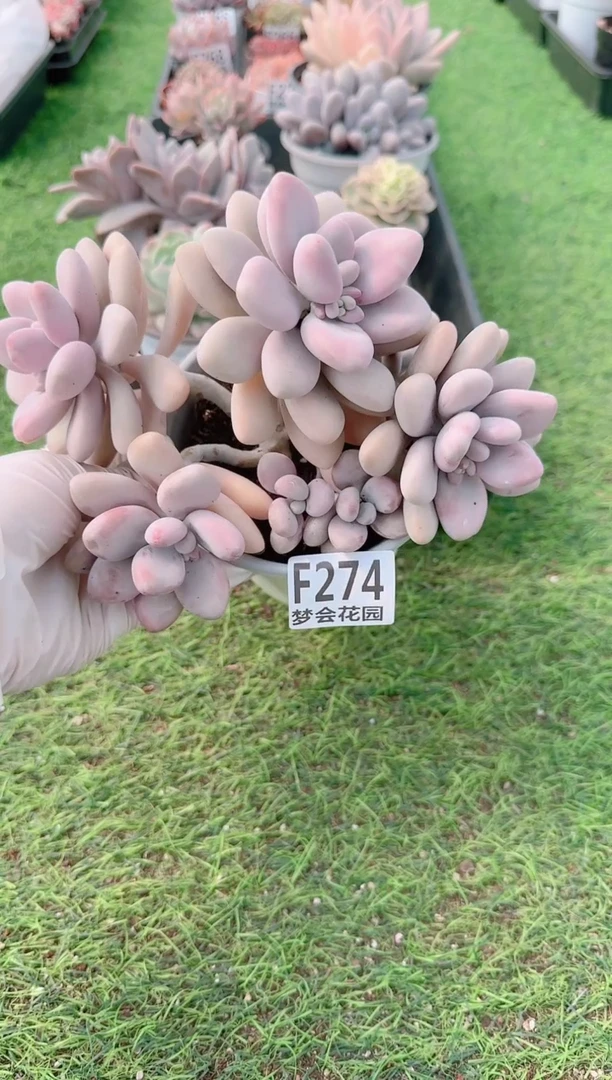 【闪购商品】梦会多肉一物一拍