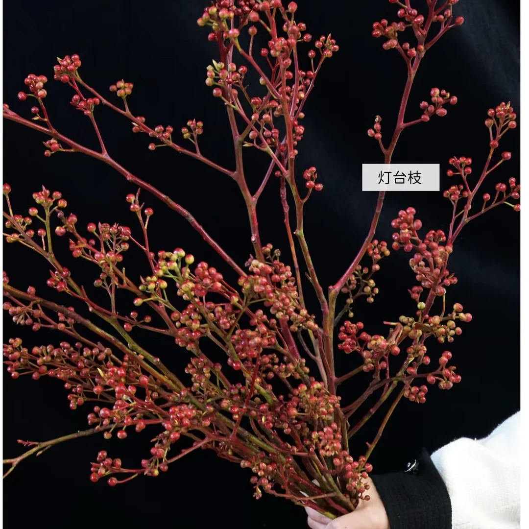 【灯台专属链接】云南产地直发 | 新鲜采摘