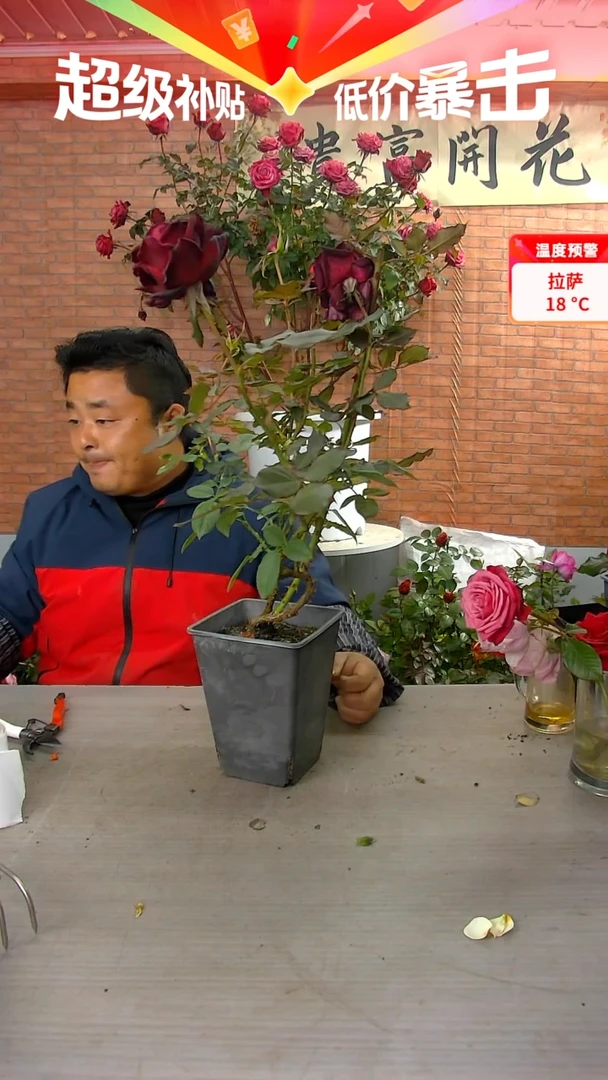 当前无花朵，栽培后可花朵暗香
