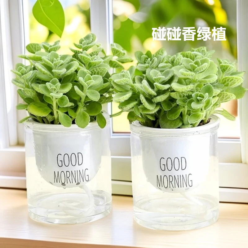 碰碰香花卉植物一抹香可食用吉祥盆栽室内好养易活净化空气绿植