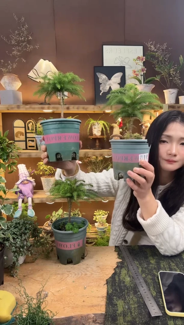 无花朵樱****2南洋杉育苗盆104