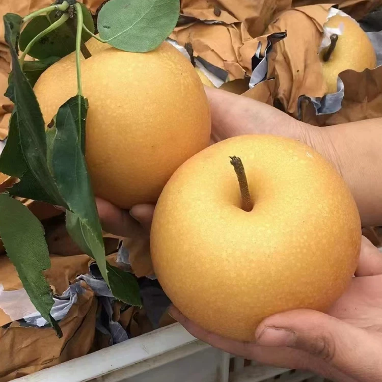 大小混装黄花梨 高山梨顺河黄花梨 内江梨