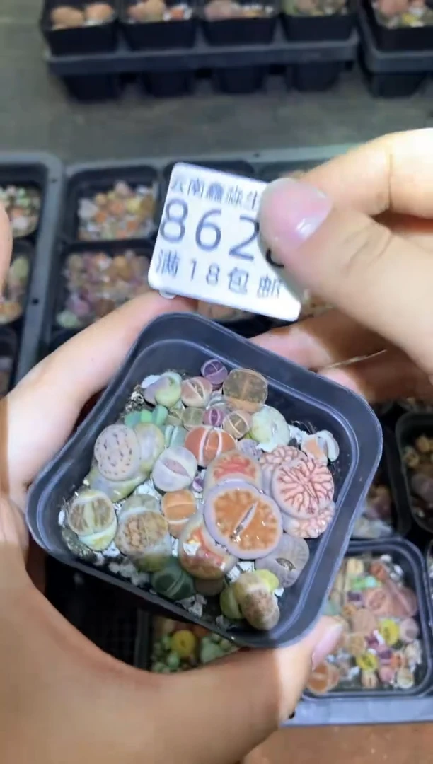 【闪购商品】8628特价彩色混合微瑕发货1盒量拍