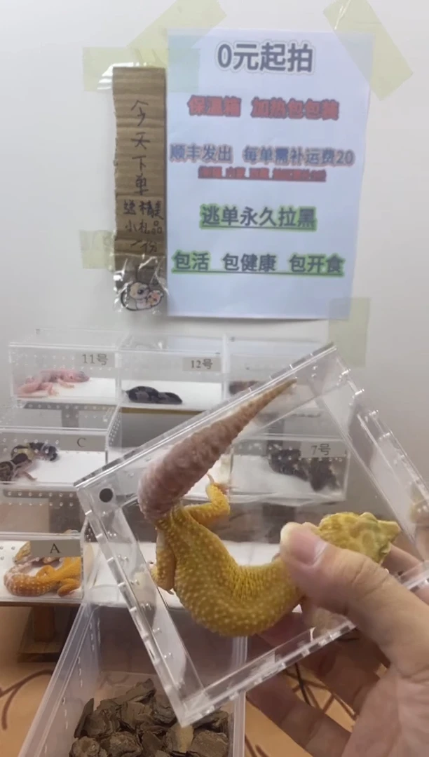 豹纹守宫豹纹守宫幼苗亚成体成体肥尾