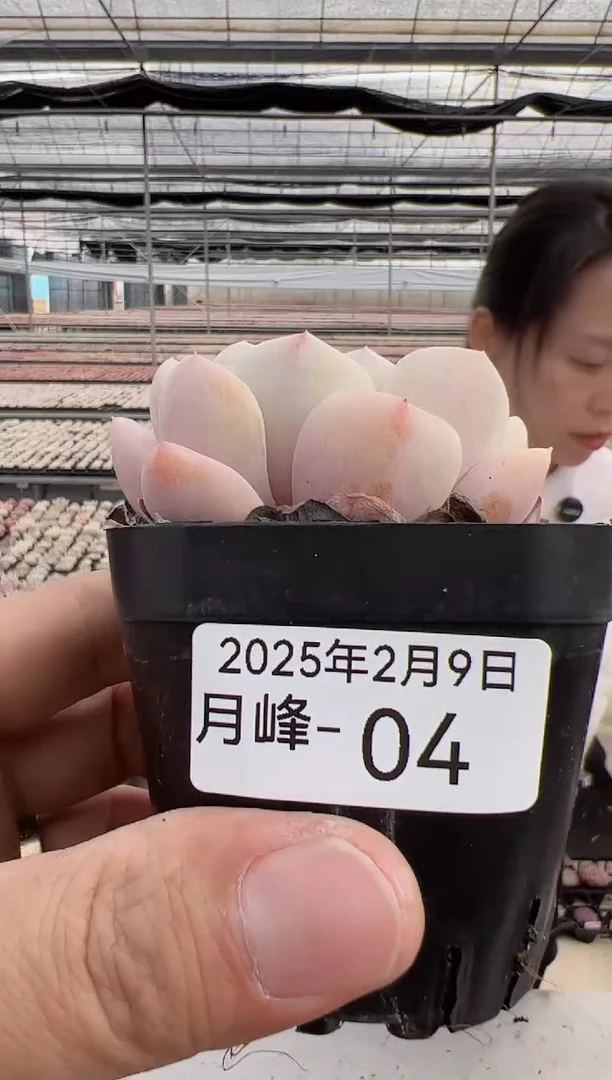 【闪购商品】月峰-4