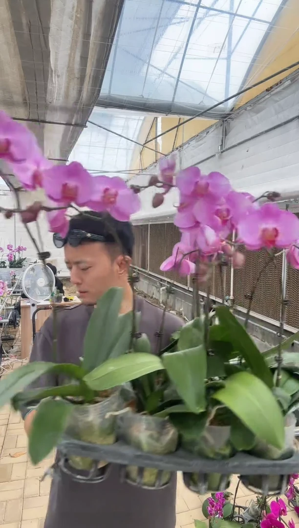 无花朵倾城 蝴蝶兰 3.5寸大杯大苗