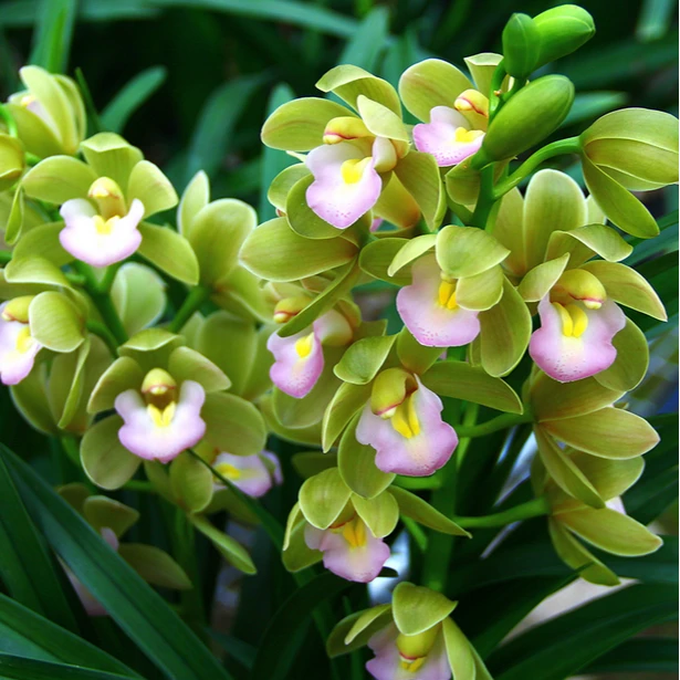 年宵花香水香兰带3-4花苞兰花浓香型