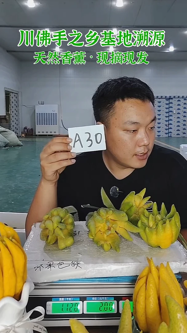 柑橘【一物一拍】川佛手柑鲜果带枝高山佛手柑A30