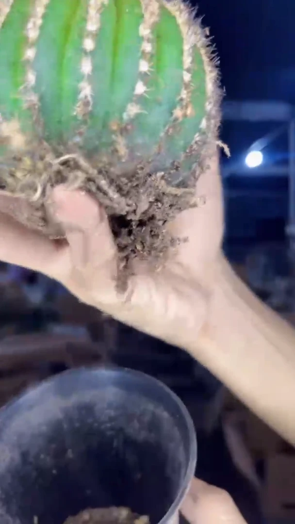 单头 优博球【带根】