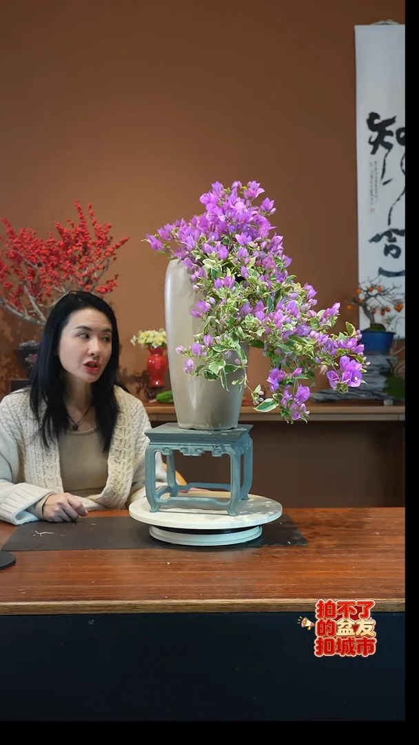 全部花朵三角梅盆景盆景盆景