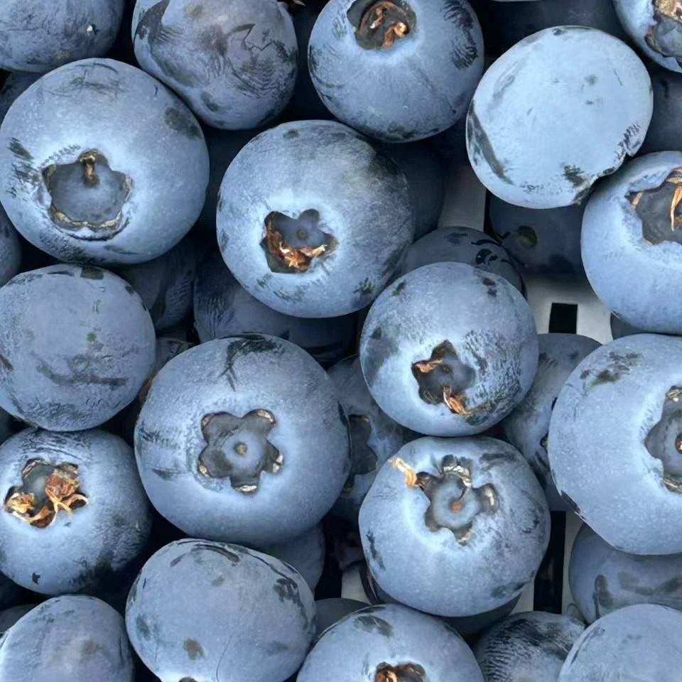 L25花香蓝莓 脆甜多汁 山东日照头茬 现采现摘 顺丰京东特快