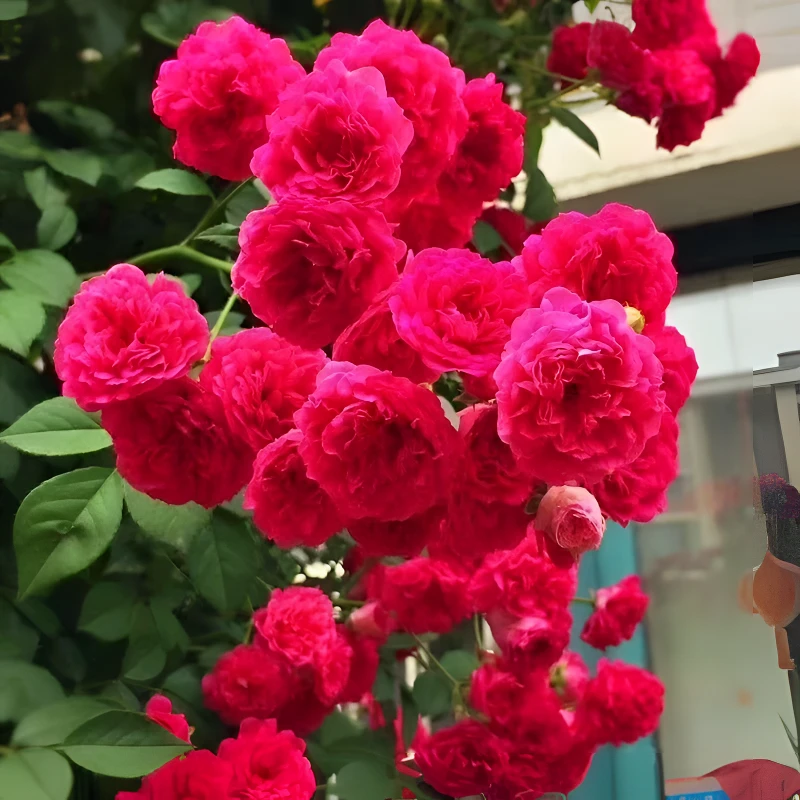 中秋好物红木香花苗黄木香苗四季开花爬藤植物浓香型盆栽地栽绿植