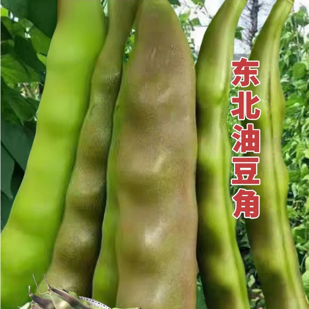 东北紫花油豆角新鲜采摘现发顺丰包邮