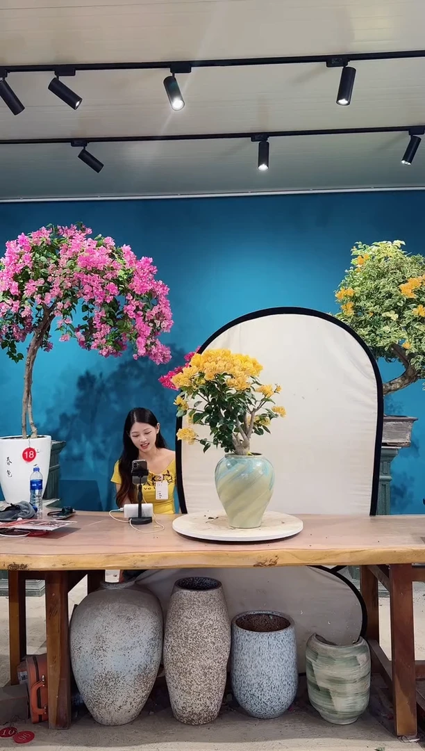 全部花朵金色光辉三角梅