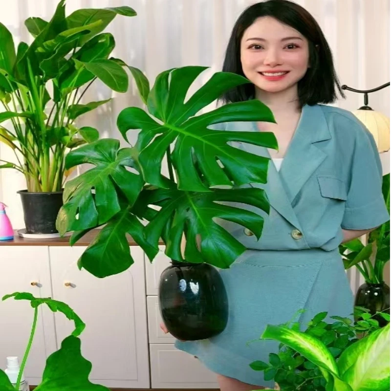 两株开背龟背竹共四片大叶水培盆栽50-60公分左右配灰色大肚瓶