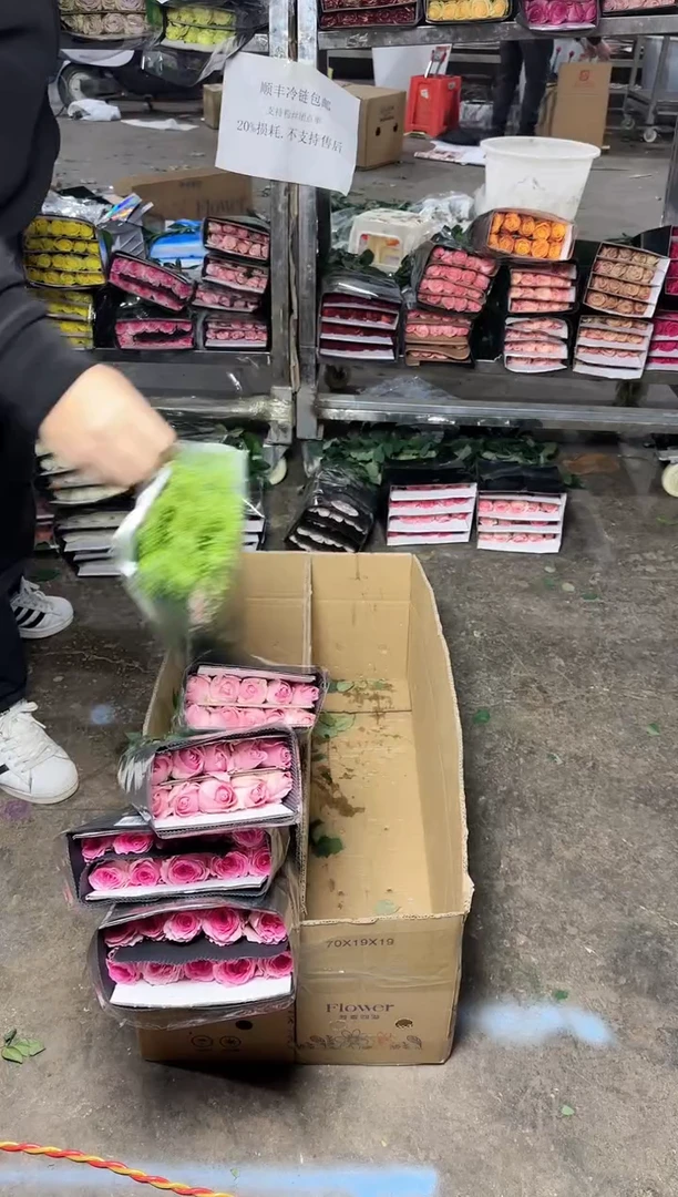 洛神20+甜蜜雪山20+绿铃草