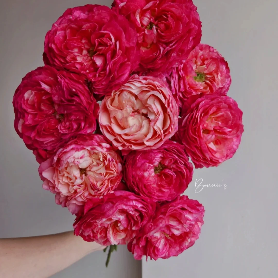 红衣美人，单头玫瑰，1单冷链包邮，2单升级京东或者顺丰，远的发德邦