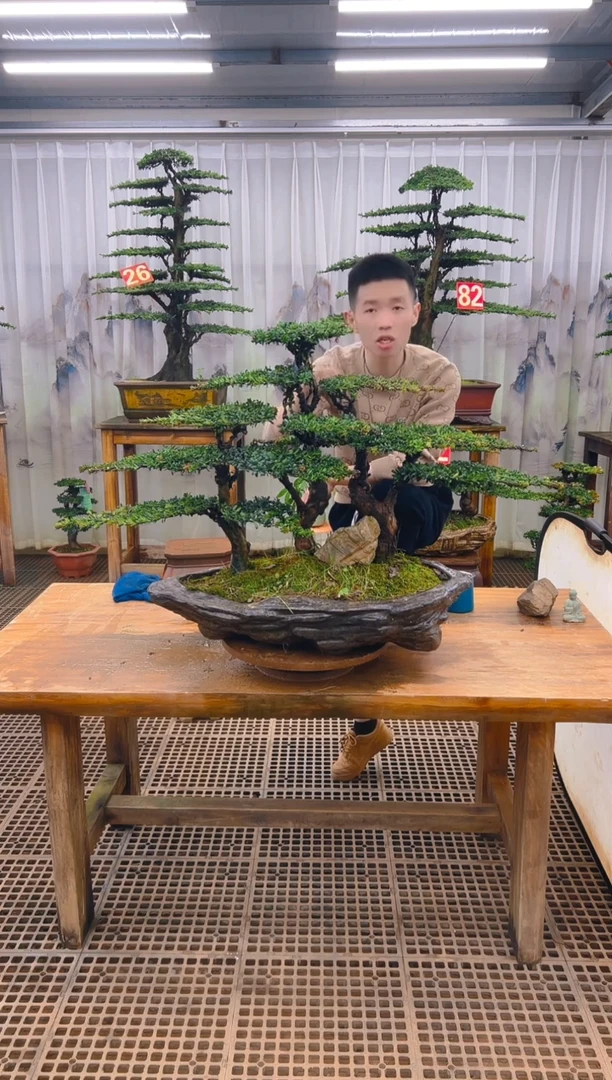 无花朵饒精品盆景直播间一物一拍