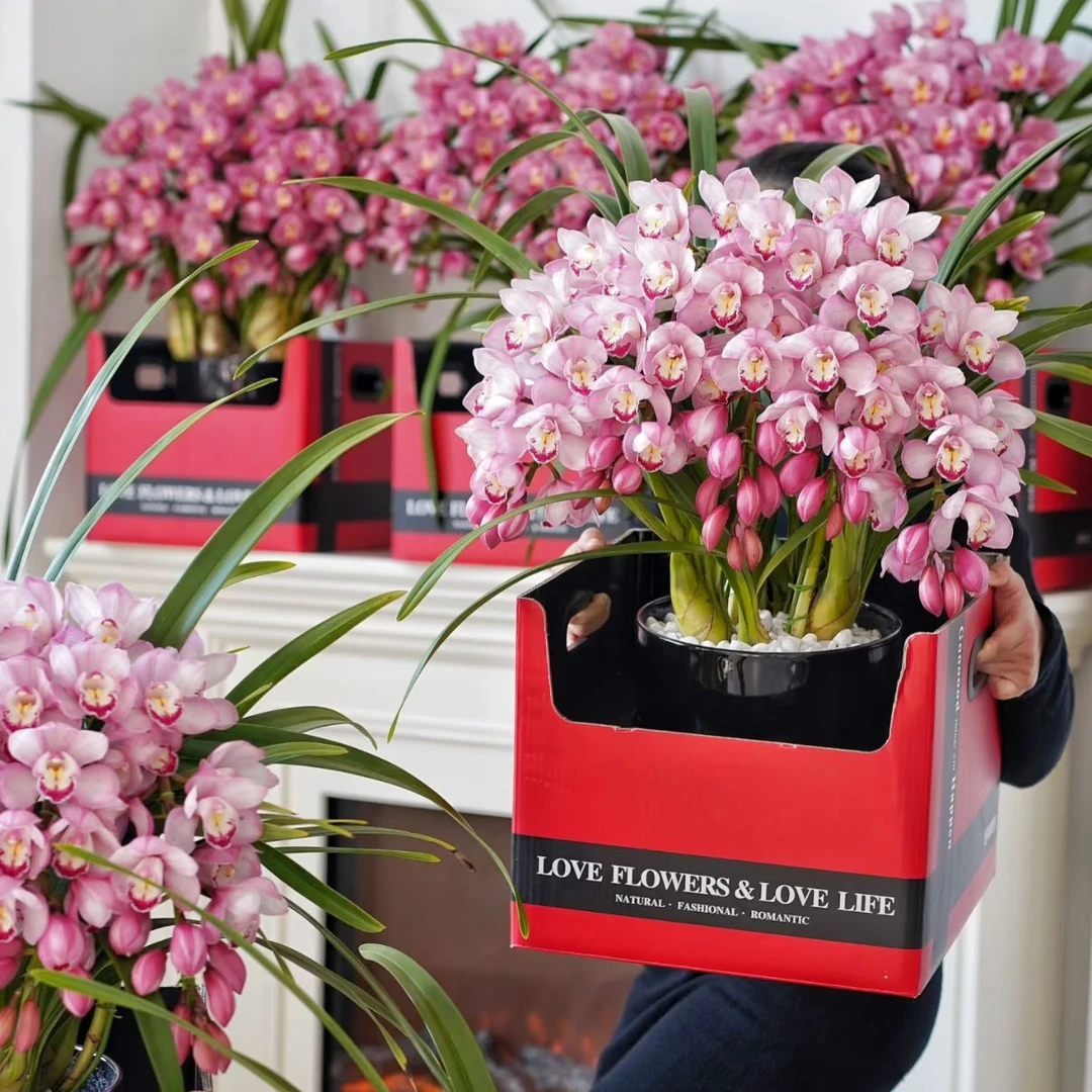 爱恋拱兰6枝花剑大花蕙兰年宵花室内阳台花苞发货