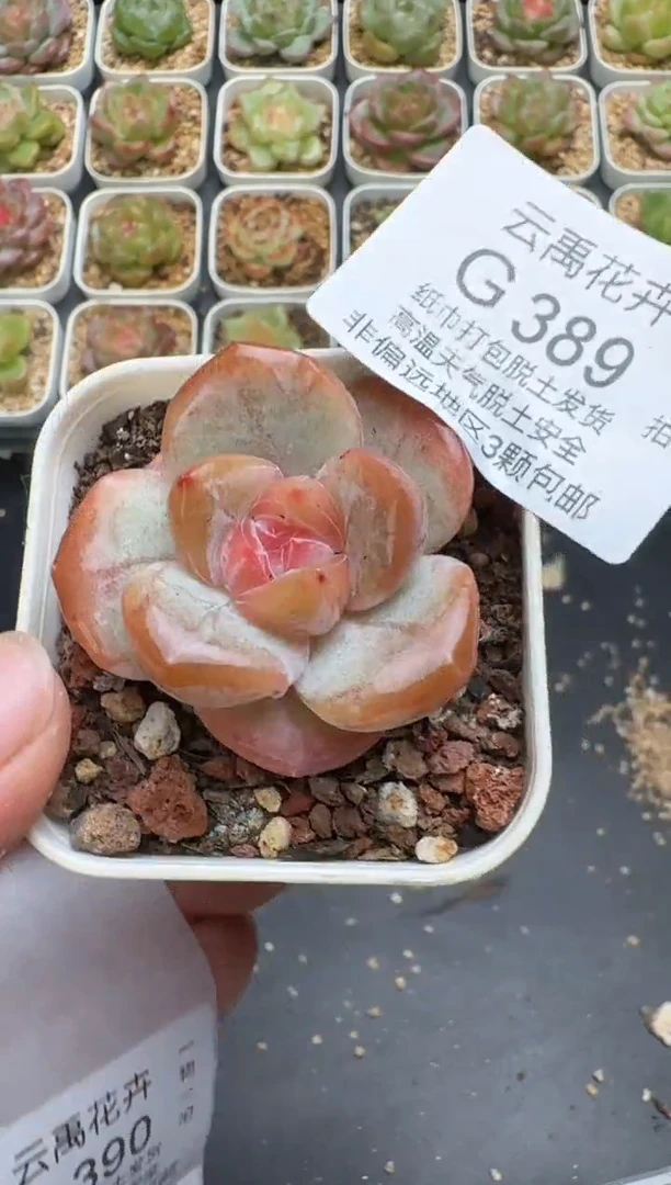 389G云禹多肉植物 脱土纸巾打包 3颗包邮