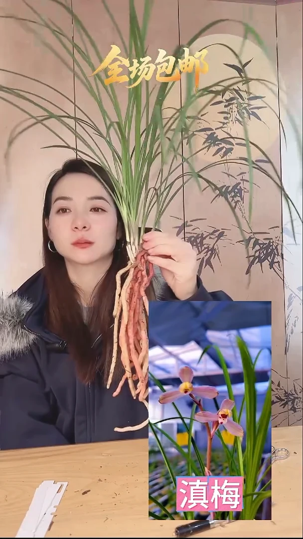 当前无花栽培后可以开花：滇梅