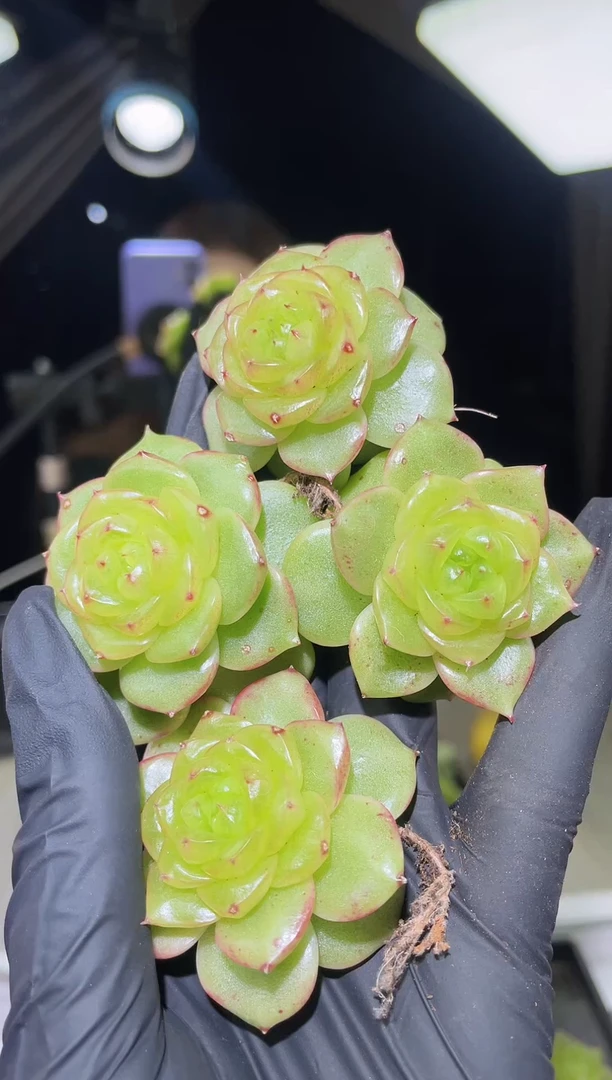 闪购1719   心机珍妮多肉一颗  3.5-4厘米