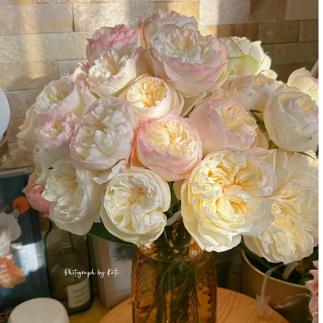 单头泰勒，单头玫瑰，1单冷链包邮，2单升级顺丰冷链，远的发德邦