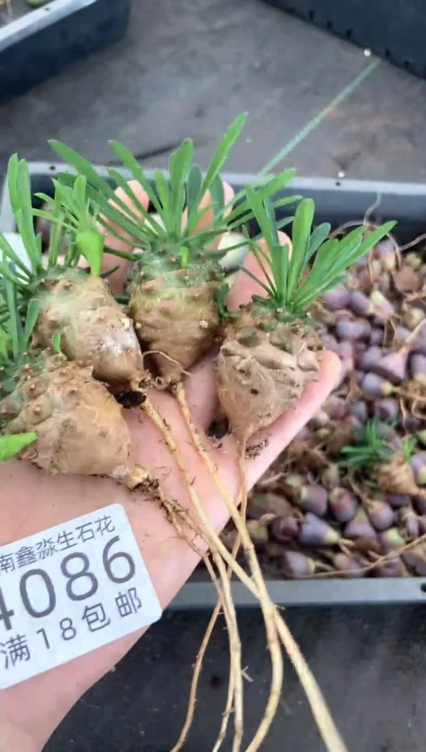 4086特价峨眉山有瑕疵发货1颗量拍