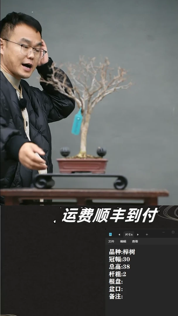 【闪购商品】31 榉树