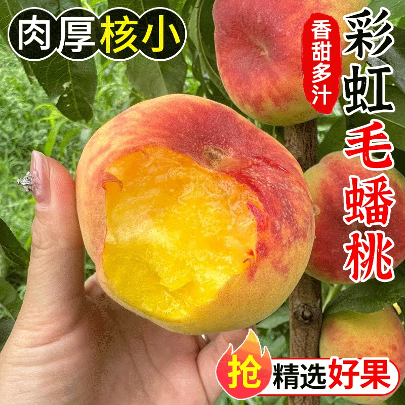 【甄选】彩虹毛蟠桃软硬两吃时令水果