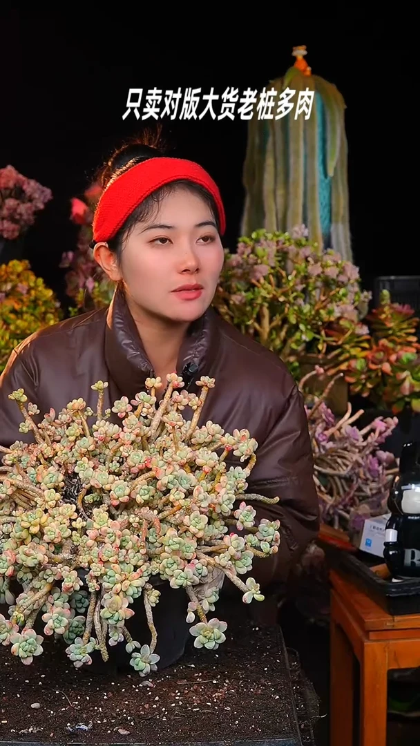 【闪购商品】超大劳尔带香味2号