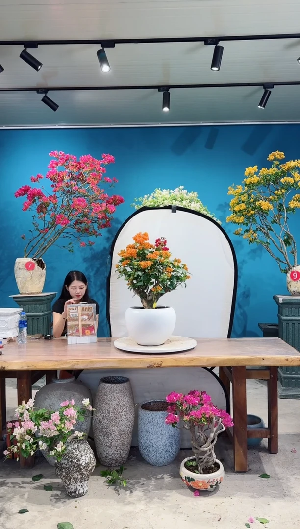 全部花朵爱马仕橙三角梅