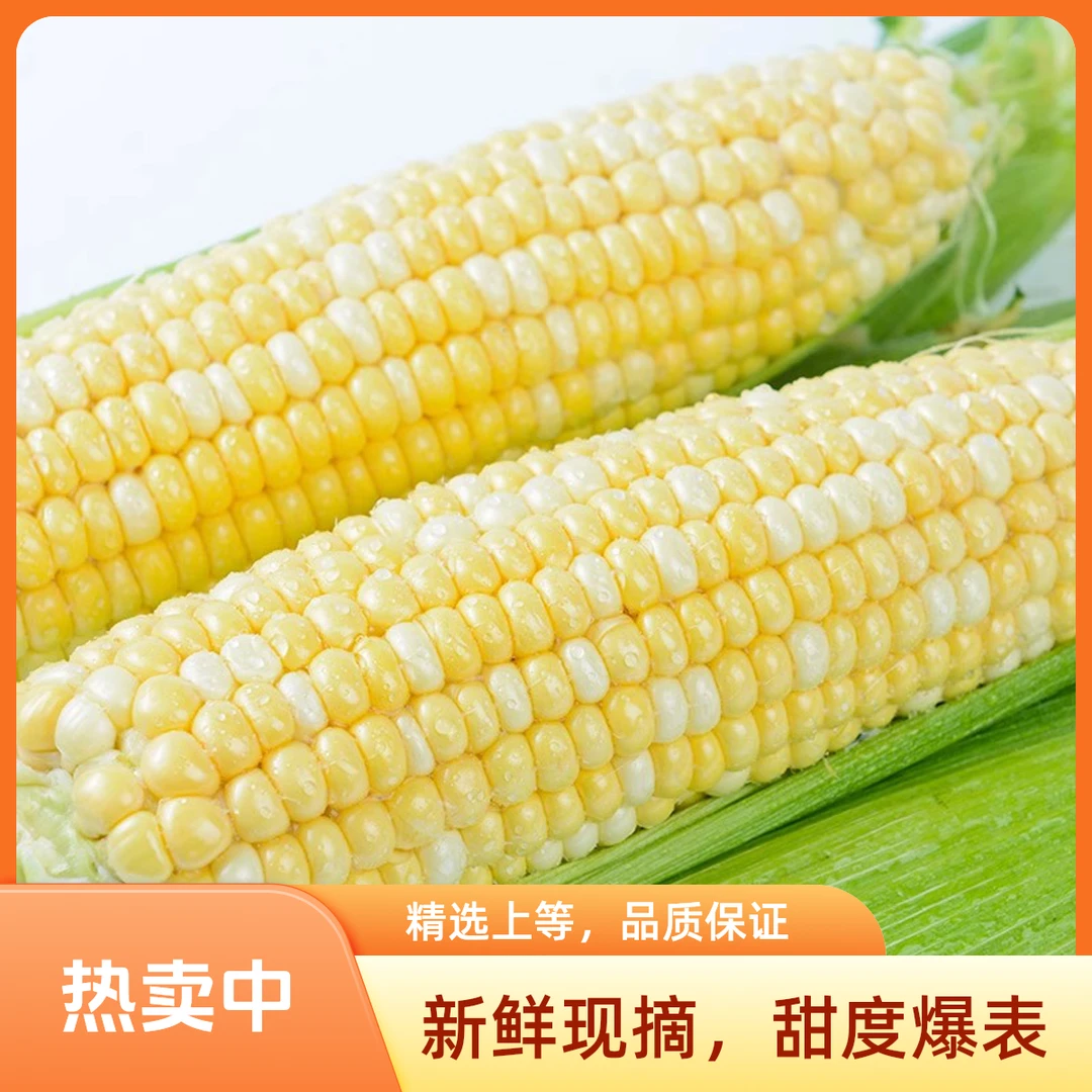 【现掰现发】甜玉米 金银水果玉米新鲜甜玉米 河北省