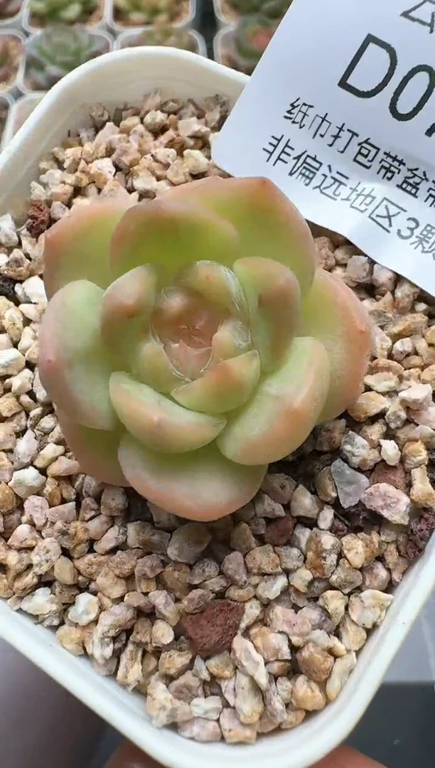 745D云禹多肉植物 带盆土纸巾打包 3颗包邮