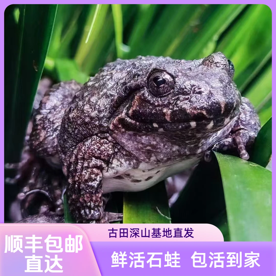 深山生态养殖现活石蛙石冻石鸡滋补营养适用小孩月子顺丰直达包邮