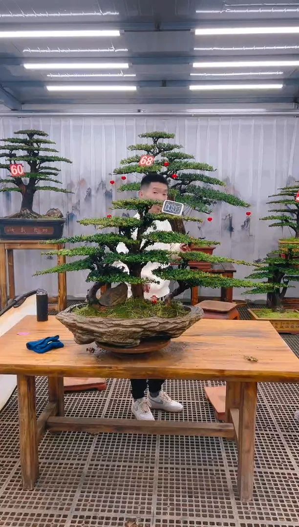 【闪购商品】紫砂精品盆景直播间一物一拍