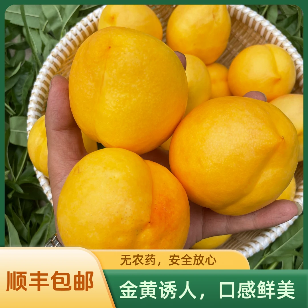 【顺丰包邮】山东蒙阴油桃新鲜当季水果脆甜爽口无桃毛孕妇水果新鲜