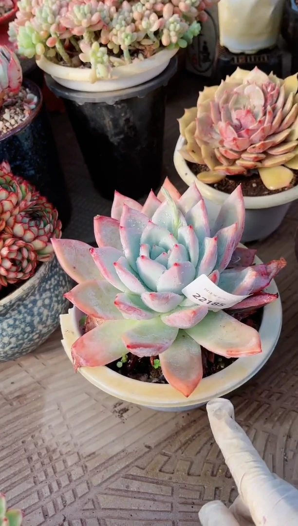 【闪购商品】22185