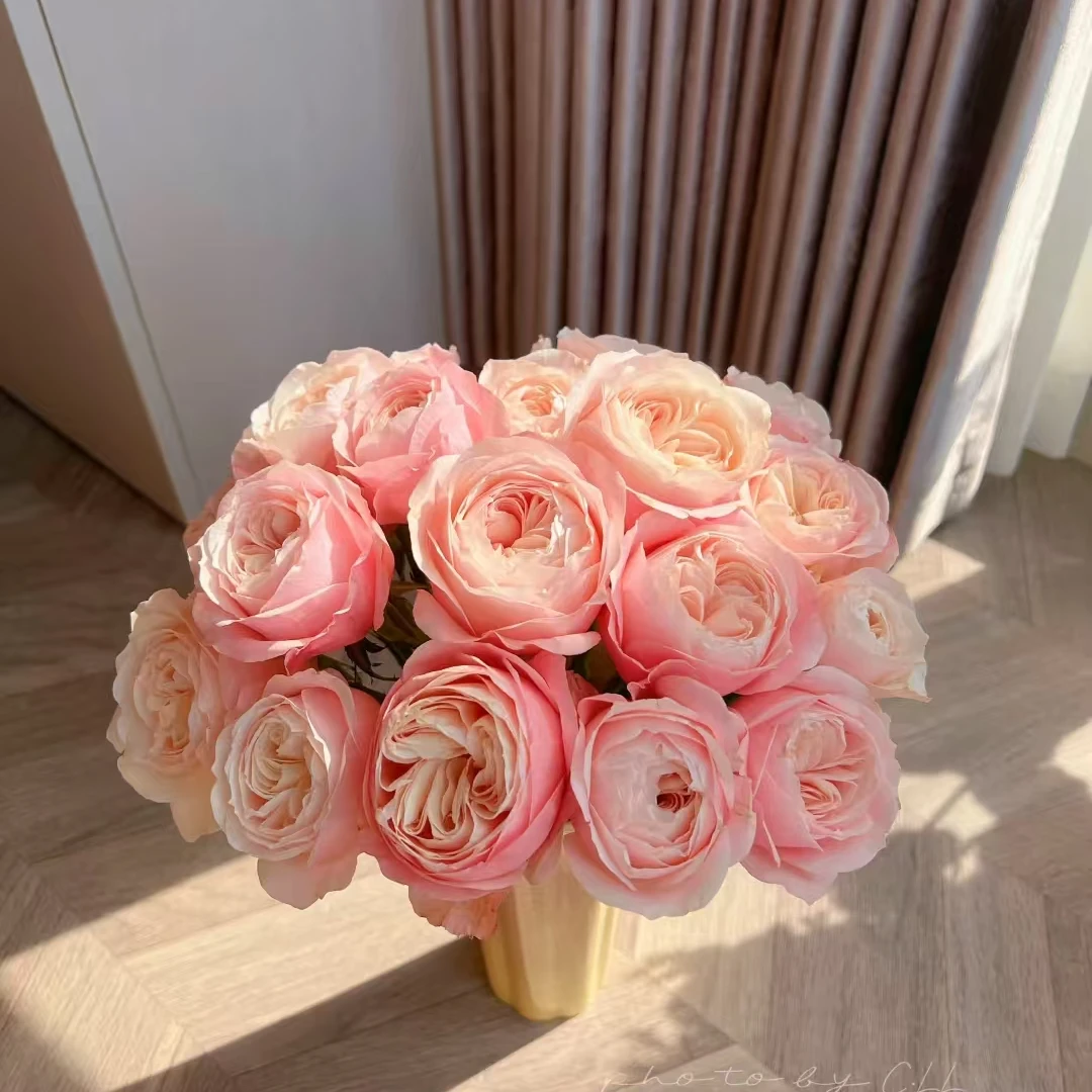 【仙女座｜凯瑟琳】 超稀有小众单头玫瑰 朵拉的花 出口品质 鲜切花