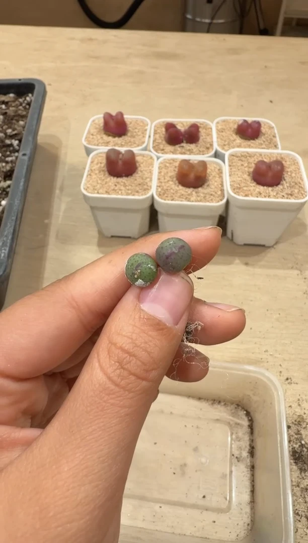 20-5多肉植物肉锥